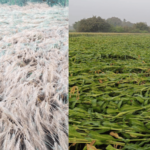 Latur News – लातूर जिल्ह्यात अवकाळी पावसाने पिकांचे अतोनात नुकसान, गावकऱ्यांना सरकारकडून मदतीची अपेक्षा