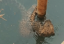 Jalna News – शिकारीच्या शोधात आला अन् विहिरीत पडला; वनविभागाने बिबट्याला केलं जेरबंद, परिसरात भितीचे वातावरण