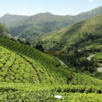 Munnar Keralam photo by vishal ahirrao