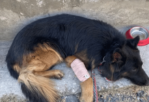 Tyson – लष्कराचा जिगरी योद्धा, गोळीबारात जखमी झाल्यानंतरही माग काढत किश्तवाडमध्ये दहशतवाद्यांना यमसदनी धाडले