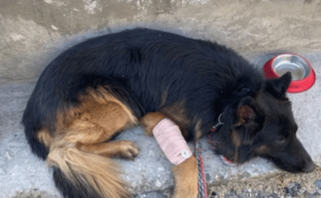 Tyson – लष्कराचा जिगरी योद्धा, गोळीबारात जखमी झाल्यानंतरही माग काढत किश्तवाडमध्ये दहशतवाद्यांना यमसदनी धाडले