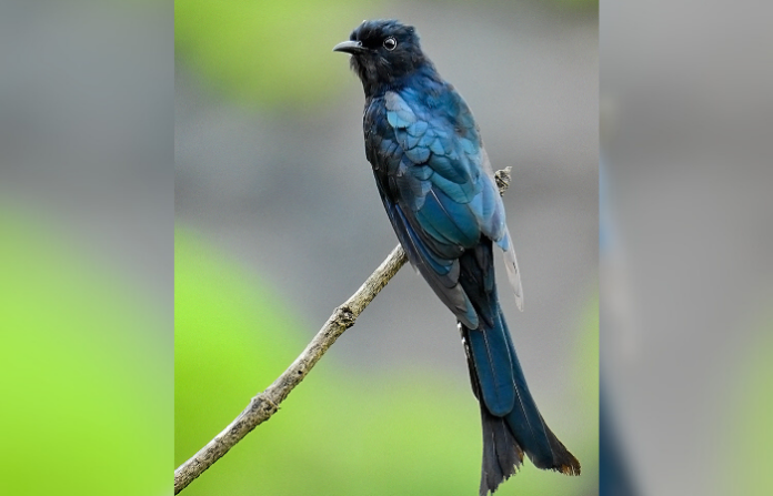 Untitled design - 2026-02-15T232701.460