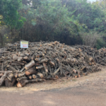 Sangameshwar News – अवैध लाकूड साठ्यावर वनविभागाची कारवाई, पाच ट्रक जळाऊ लाकूड जप्त