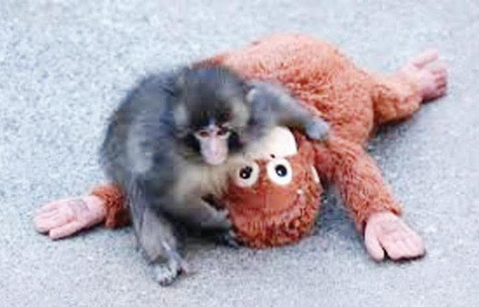 baby monkey named 'Panch'