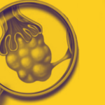 बदलापूरच्या बिजांड विक्रीचे धागेदोरे बंगळुरूपर्यंत; बडे मासे अडकणार? आरोपी महिलांच्या मोबाईलमधून रेटकार्ड उघड