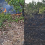 संगमेश्वरातील कनकाडी परिसरात वणवा; 600 काजू कलमे जळून खाक, 10 बागायतदारांचे लाखोंचे नुकसान