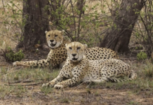 कुनो अभयारण्यात नवे पाहुणे दाखल, आणखी नऊ चित्त्यांचे आगमन