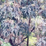 देवगड हापूसच्या मोहराला बुरशीचा विळखा, 99 टक्के बागायती रोगाच्या सावटाखाली