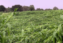 बीड जिल्ह्याला अवकाळीने झोडपले; कापणीला आलेली पिके जमीनदोस्त