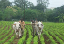 उद्याची शेती – शेतकरी उत्पादक कंपनीची अनुदानकेंद्रित मानसिकता
