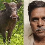 रानडुकराच्या हल्ल्यात जखमी झालेल्या शेतकऱ्याला मदतीची फुटकी कवडीही नाही, वन विभागाची गंडवागंडवी