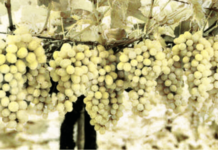 बागायतदार, निर्यातदार, वाहतूकदारांना द्राक्ष ‘आंबट’; बदलत्या हवामानामुळे उत्पादनात घट, जेएनपीएतील निर्यात 50 टक्क्यांनी घटली