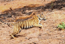 सह्याद्रीच्या डोंगरकपारीत ‘हिरकणी’ ची डरकाळी, कोयना अभयारण्यातून चिपळूणकडे प्रवास