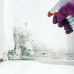 ओलाव्यामुळे घरातील भिंतीला बुरशी लागली.. हे करून पहा