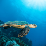 indian-ocean-salinity-drop-impact-on-monsoon-climate-change-study