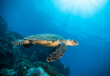 indian-ocean-salinity-drop-impact-on-monsoon-climate-change-study