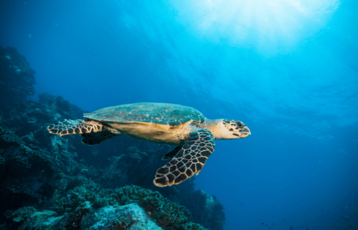 indian-ocean-salinity-drop-impact-on-monsoon-climate-change-study