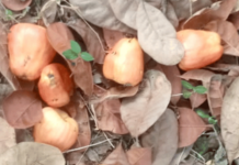 Ratnagiri News – कोकणात काजू बोंडे प्रक्रिया उद्योगाअभावी वाया