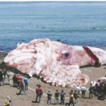 नवलच! – बसएवढा आाक्टोपस