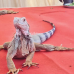 कोल्हापुरात अवतरला हिंदुस्थानातील सर्वांत लांब साडेपाच फुटांचा सरडा