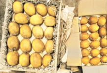 कोकणच्या राजाची एपीएमसीत दमदार एण्ट्री, पहिल्या मोहोराच्या 100 पेट्या बाजारात