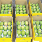 यंदा हापूसची पहिली पेटी दापोलीतून! 5 हजार 551 रुपये दराने विक्री