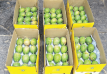 यंदा हापूसची पहिली पेटी दापोलीतून! 5 हजार 551 रुपये दराने विक्री