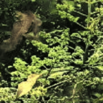 रायगडात मोहोर काळवंडला; आंबा धोक्यात, ढगाळ वातावरण, उष्णतेचा पारा वाढू लागल्याने बागा संकटात