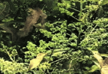 रायगडात मोहोर काळवंडला; आंबा धोक्यात, ढगाळ वातावरण, उष्णतेचा पारा वाढू लागल्याने बागा संकटात