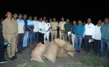 मेहकर उपविभागात गांजाच्या बेकायदा लागवडीवर पोलिसांचे मोठे धाडसत्र; १ कोटी ३२ लाखाचा मुद्देमाल जप्त mehkar police seize cannabis worth rs 1.32 crore in pangri kate raid