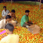 कांद्यापाठोपाठ टोमॅटोचीही घसरण; भाव अवघा दोन रुपये किलो, नाशिक जिल्ह्यातील उत्पादक संकटात