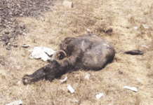 vande bharat hits cattle on konkan railway train schedules disrupted, passengers suffer