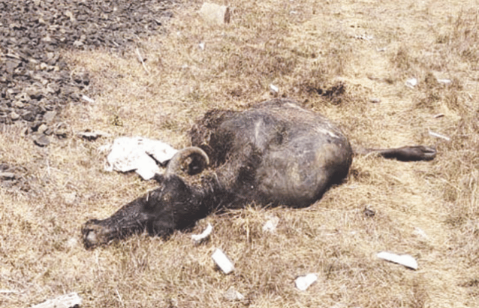 vande bharat hits cattle on konkan railway train schedules disrupted, passengers suffer