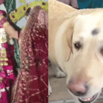 पाळीव कुत्र्यावरून लग्नात राडा; वर-वधू पक्षात तुफान हाणामारी अन् संतापलेल्या नवरीने मोडले लग्न