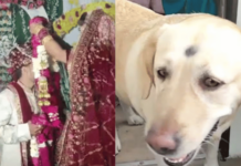 पाळीव कुत्र्यावरून लग्नात राडा; वर-वधू पक्षात तुफान हाणामारी अन् संतापलेल्या नवरीने मोडले लग्न