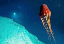 आभाळमाया – अवकाशयात्री प्राणी