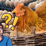 Egg Sellers New Rules Mandatory to Provide Egg Laying Dates Uttar Pradesh