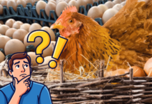 Egg Sellers New Rules Mandatory to Provide Egg Laying Dates Uttar Pradesh