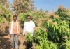 Kandhar Farmer Earns 5.5 Lakh from Kesar Mango via MGNREGA Scheme Saamana