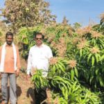 Kandhar Farmer Earns 5.5 Lakh from Kesar Mango via MGNREGA Scheme Saamana