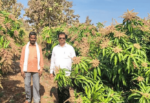 Kandhar Farmer Earns 5.5 Lakh from Kesar Mango via MGNREGA Scheme Saamana