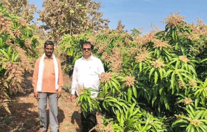 Kandhar Farmer Earns 5.5 Lakh from Kesar Mango via MGNREGA Scheme Saamana