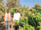 Kandhar Farmer Earns 5.5 Lakh from Kesar Mango via MGNREGA Scheme Saamana