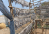 Relief for Fish Lovers Dried Fish Stocking Starts in Pajpandhari for Monsoon Saamana
