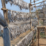 Relief for Fish Lovers Dried Fish Stocking Starts in Pajpandhari for Monsoon Saamana