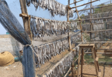 Relief for Fish Lovers Dried Fish Stocking Starts in Pajpandhari for Monsoon Saamana