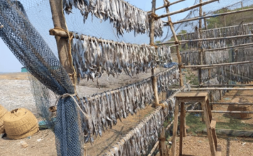 Relief for Fish Lovers Dried Fish Stocking Starts in Pajpandhari for Monsoon Saamana