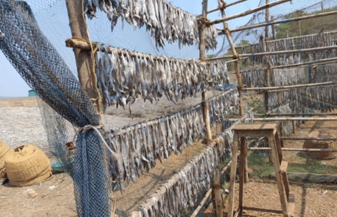 Relief for Fish Lovers Dried Fish Stocking Starts in Pajpandhari for Monsoon Saamana