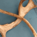 दिल्ली विमानतळावर बॅगेत आढळली प्राण्यांची शिंगे