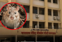 मिरा-भाईंदर हादरले! भीमसेन जोशी रुग्णालयाच्या आयसीयूमध्ये व्हेंटिलेटरवरील वृद्धेला उंदराने कुरतडले